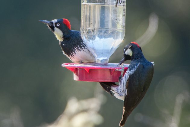 Acorn Woodpecker