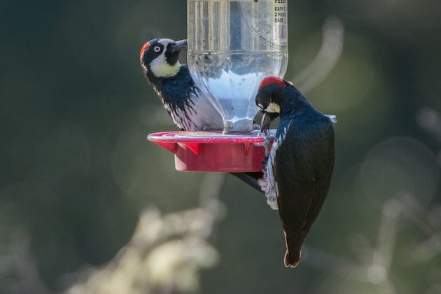 Acorn Woodpecker