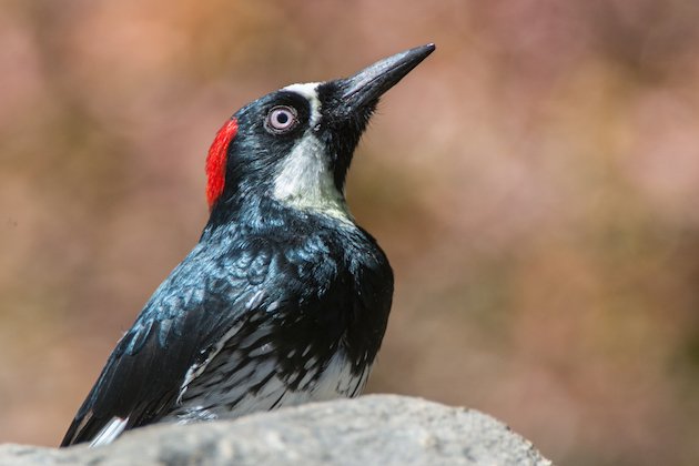 Female Acorn Woodpecker