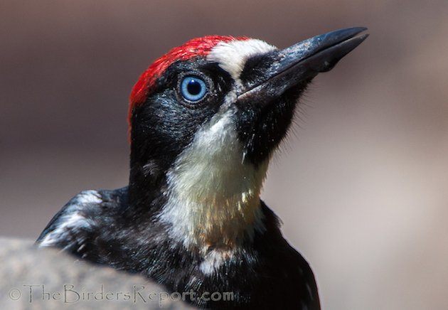 Acorn Woodpecker Juvenile