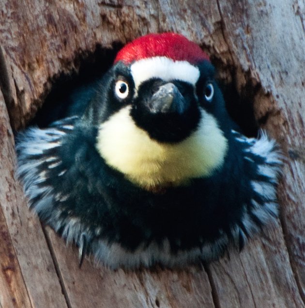 Male Acorn Woodpecker Adult