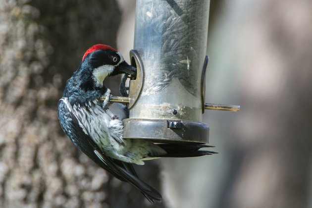 Acorn Woodpecker Male