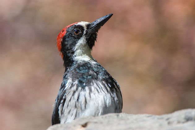 Acorn Woodpecker Juvenile