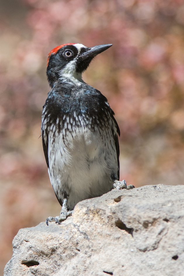 Acorn Woodpecker Juvenile Male