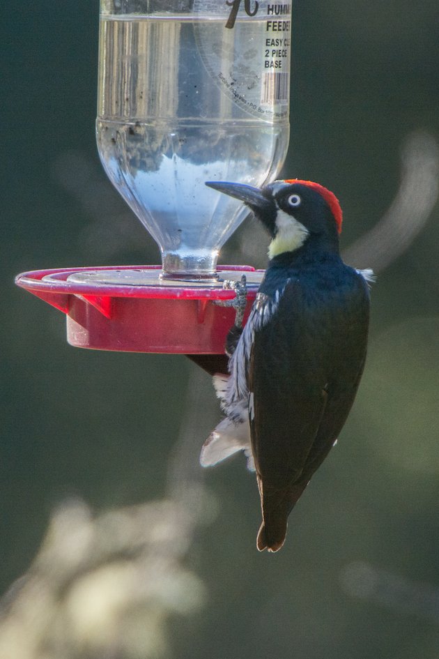 Acorn Woodpeckers Drinking Sugar Water? - 10,000 Birds