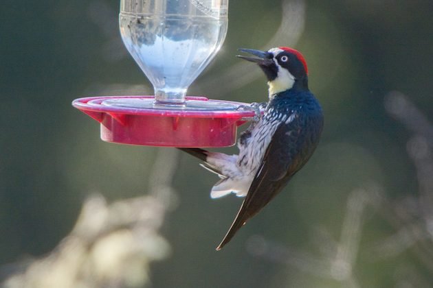 Acorn Woodpecker