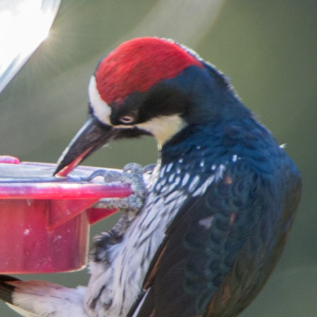 Acorn Woodpecker