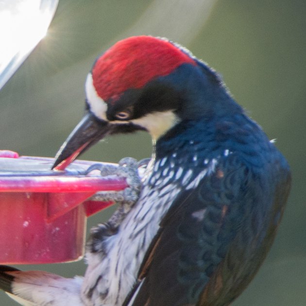 Acorn Woodpeckers Drinking Sugar Water? 10,000 Birds
