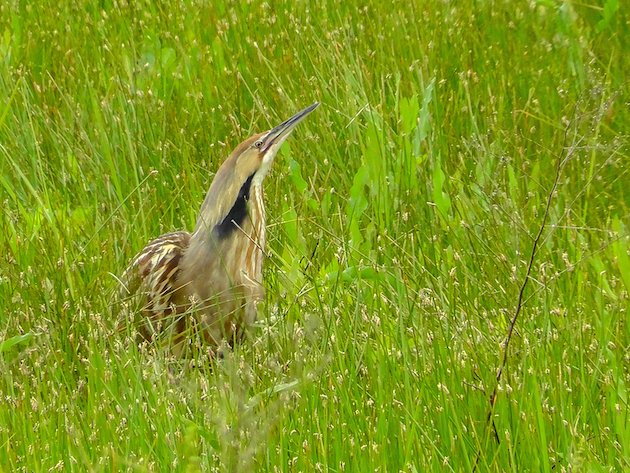 American Bittern