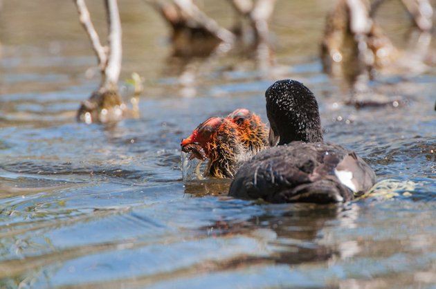 American Coot Feeding Young