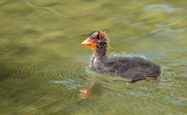 American Coot Chick