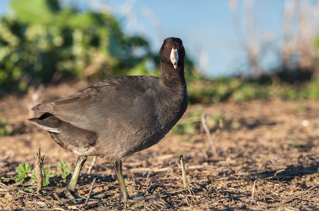 American Coot