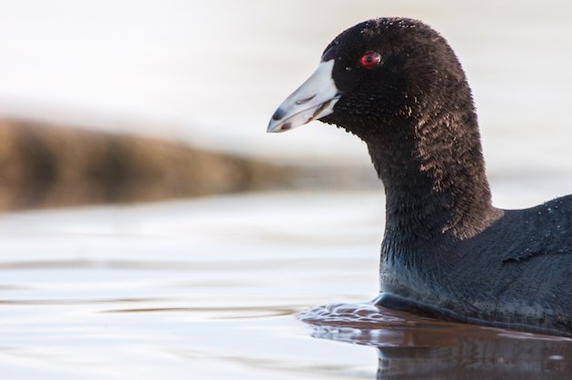 American Coot