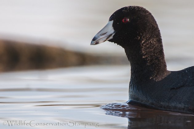 American Coot