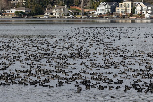 American Coot Raft