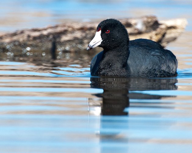 American Coot