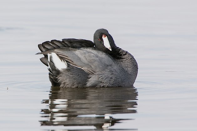 American Coot