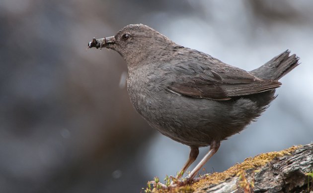 Water Ouzel