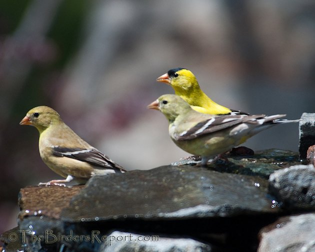 The Lesser Goldfinch: A Common California Species - 10,000 Birds