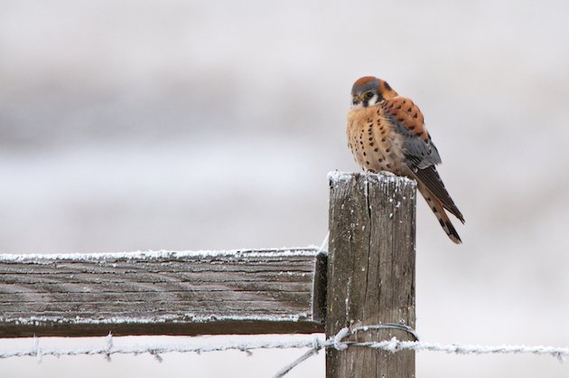 American Kestrel Male