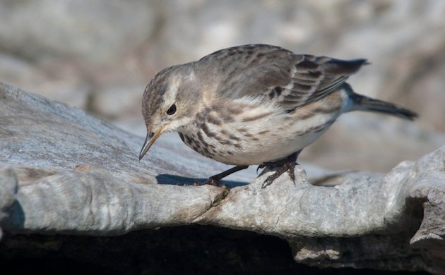 American Pipit