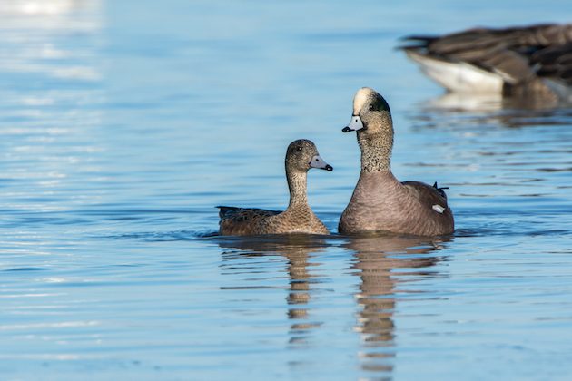 American Wigeon Pair