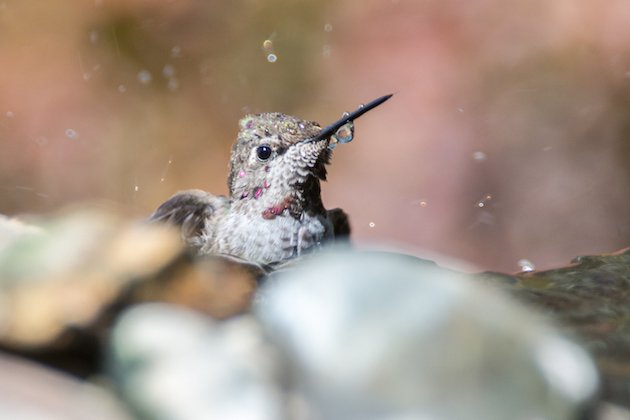 Anna's Hummingbird Immature