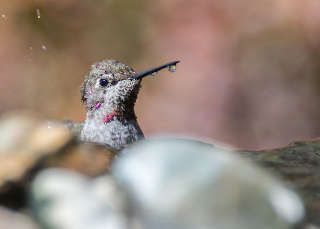 Anna's Hummingbird