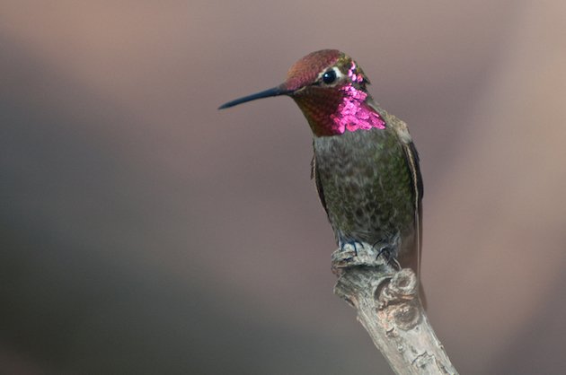 Anna's Hummingbird Male