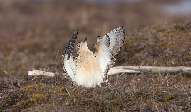 ANILCA Buff-Breasted Sandpiper