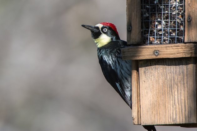 Acorn Woodpecker Male