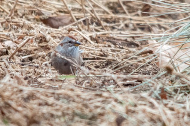 American Tree Sparrow