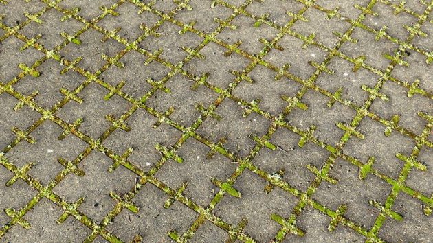 Closeup of water-permeable pavers that form the sidewalk in front of the visitor center at Tualatin River National Wildlife Refuge.