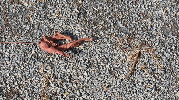 Detail of compacted crushed stone trail surface and a leaf for scale to show size of stones.