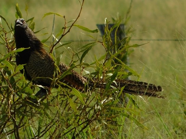 This image has an empty alt attribute; its file name is Adult-Pheasant-Coucal-1.jpg