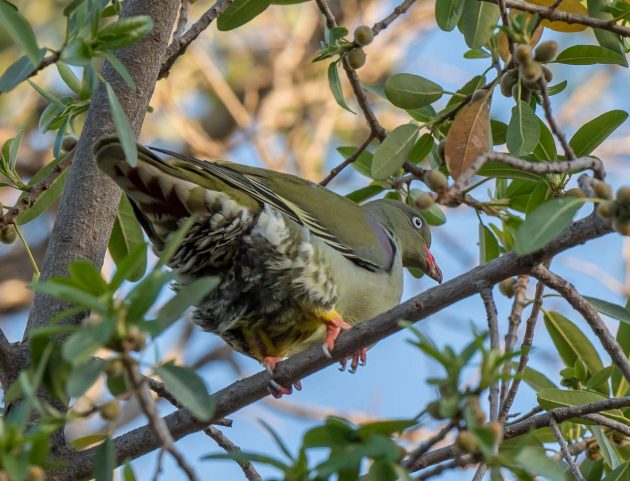 Animalstuffstore African-Green-Pigeon_DSC5991_Letaba-Nov-2018-630x481 Letaba space – 10,000 Birds Bird  