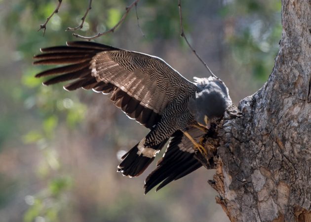 This image has an empty alt attribute; its file name is African-Harrier-Hawk_DSC4728_Pafuri-Nov-2018-3-630x451.jpg