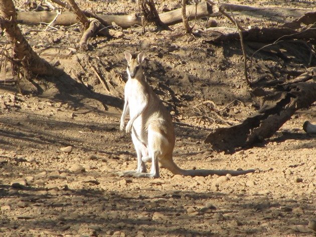 Agile Wallaby