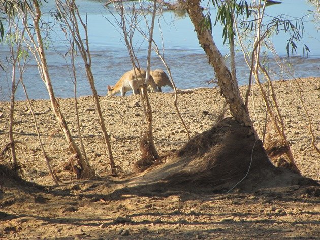 Agile wallabies