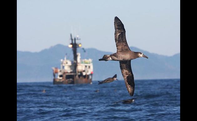 Black-footed Albatross Jared Towers