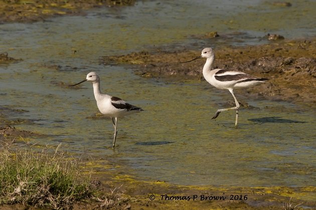 american-avocet-1