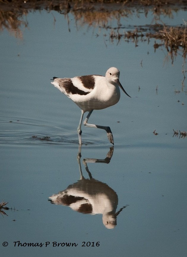 american-avocet