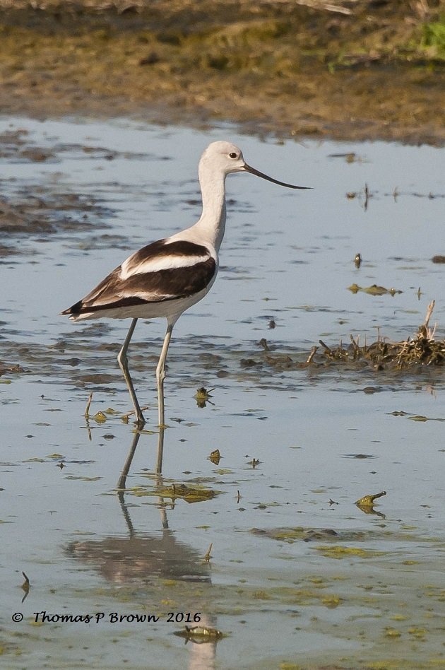 american-avocet-3