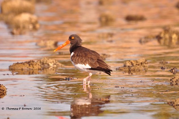 american-oyster-catcher-10