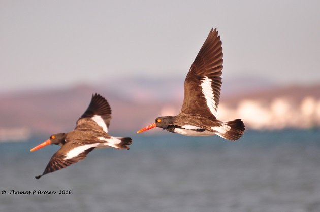 american-oyster-catcher-15