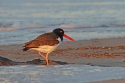 Best Bird of the Weekend (Second of March 2020)