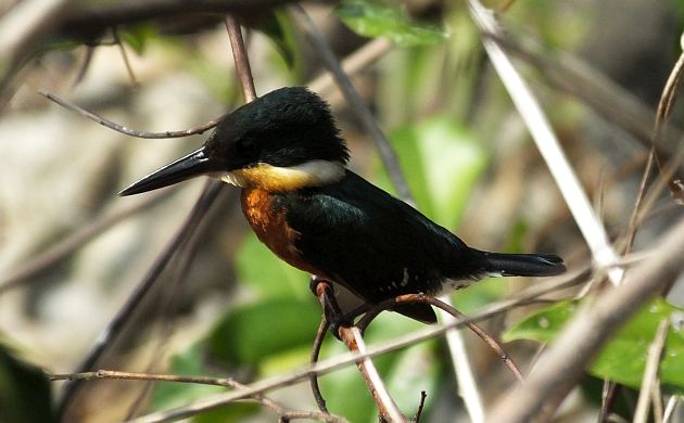 american-pygmy-kingfisher