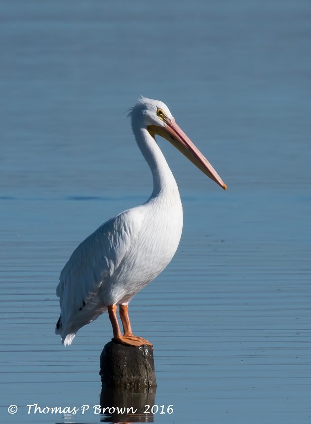 american-white-pelican