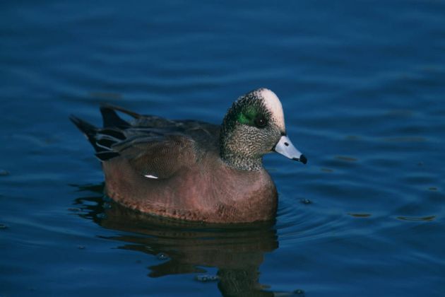 Drake American Wigeon on open water