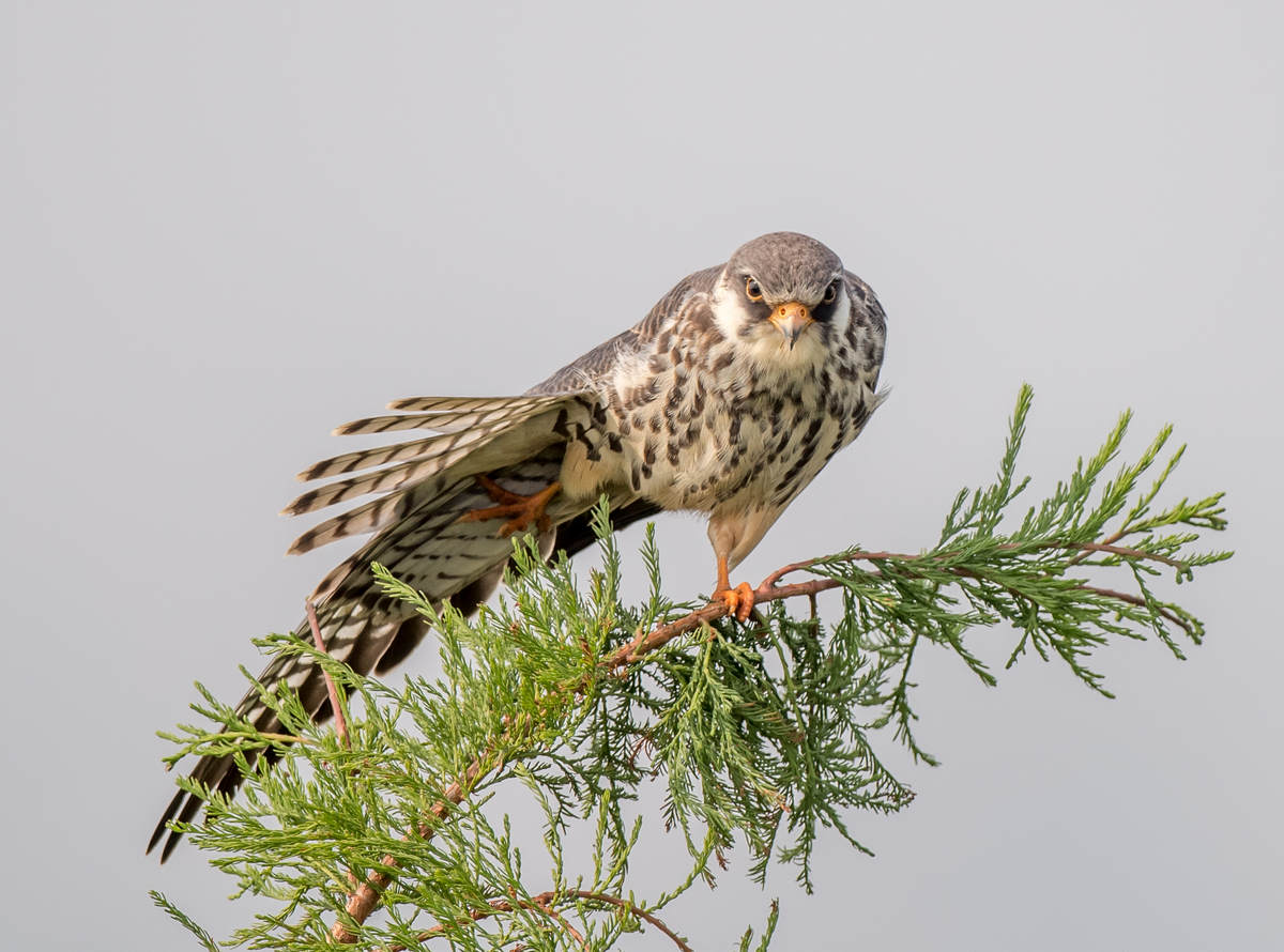 Raptors of Nanhui, Shanghai - 10,000 Birds